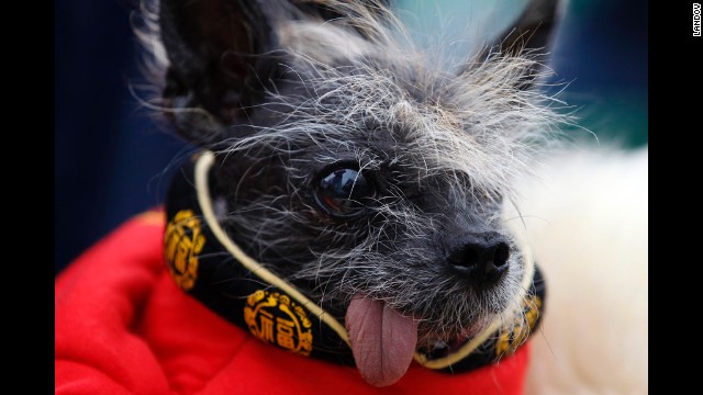 Handsome Hector was another well-dressed Chinese crested at the competition.