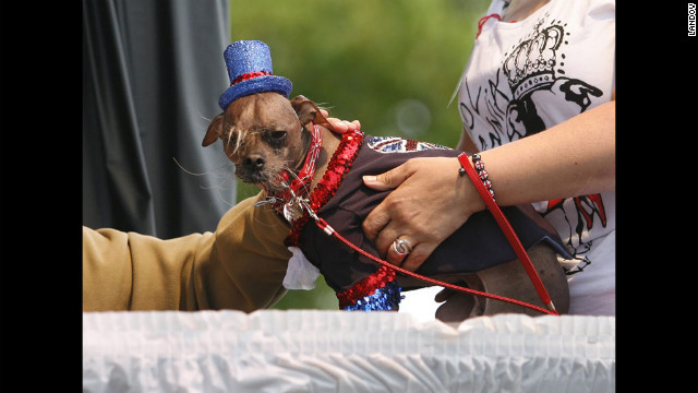 Mugly, a Chinese crested from Peterborough, Britain, got all dressed up.