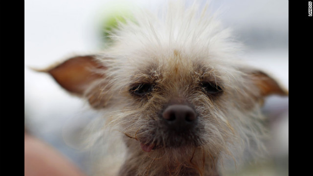 Josie, a 3-year-old Chinese crested, takes part in the 24th annual World's Ugliest Dog Contest at the Sonoma-Marin Fair in Petaluma, California, on Friday, June 22, 2012