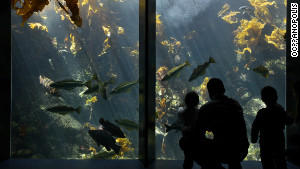 A couple peer inside one of many aquariums at the Oceanopolis