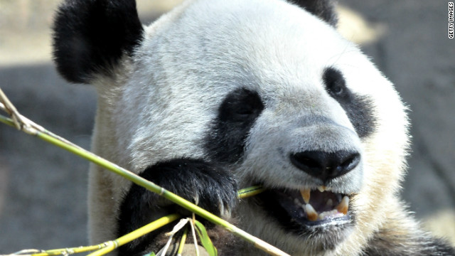 Científicos descubren fósiles de un pariente del panda gigante en España