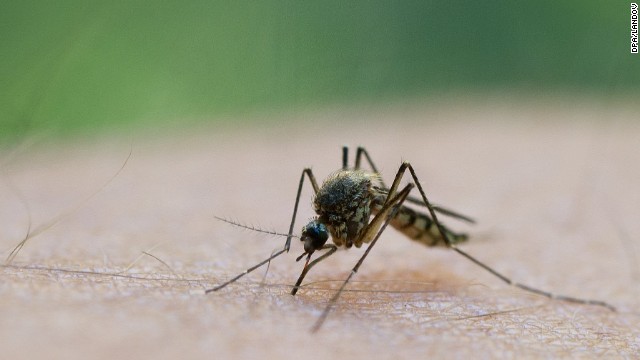 Genetically modified mosquitoes fight dengue fever