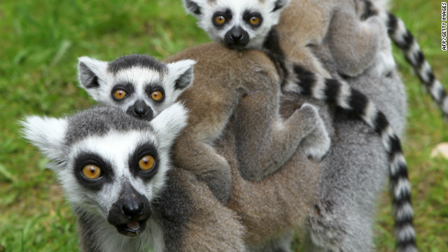 Madagascan Lemur