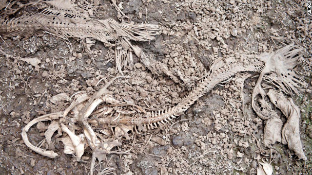 Fish skeletons line the bottom of a drainage ditch in Skelton, Indiana, on July 12.