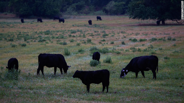 Cattle graze in a field on July 13 near Paris, Missouri. Many ranchers are rushing to sell off their herds as hay supplies dwindle and feed prices soar.