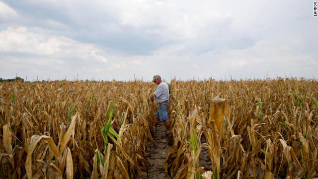 Farmer Albert Walsh walks through his drought-damaged corn field in Carmi, Illnois, on July 11. The country is said to be suffering the largest drought since the 1950s.