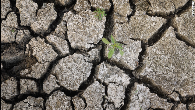 A weed grows thorugh the dried and cracked earth where a pond used to br near Ashley, Illinois, on July 16.