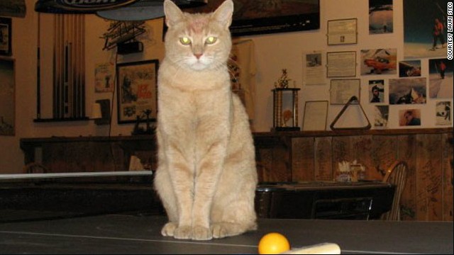 Stubbs the cat has been mayor of Talkeetna, Alaska, for 15 years, since he was a kitten.
