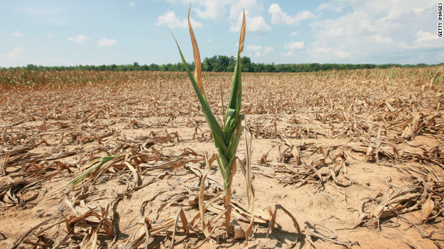 A single stalk of corn grows in a drought-stricken field near Shawneetown, Illinois, on July 16. 