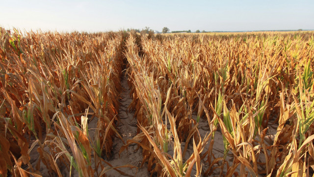 Brown and dry, a field of corn sturggles to survive drought conditions near Uniontown, Kentucky, on July 16.