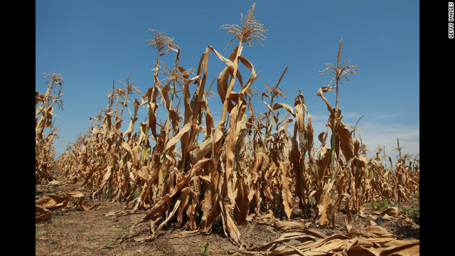 Corn stalks struggle to survive in a drought-stricken farm field on Thursday, July 19, near Oakton, Indiana. The corn and soybean belt in the middle of the nation is experiencing one of the worst droughts in more than five decades.