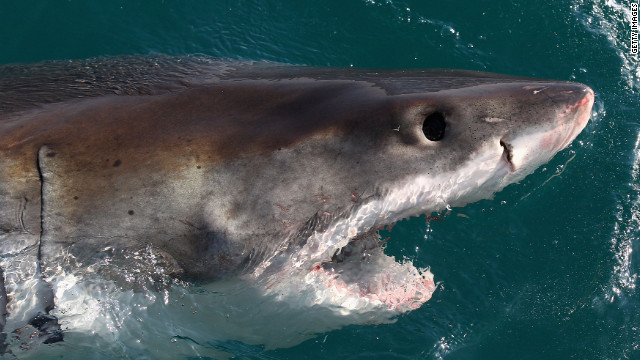 A pesar de los ataques a humanos, los tiburones deberían ser protegidos