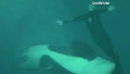 SeaWorld orca attack in 2006
