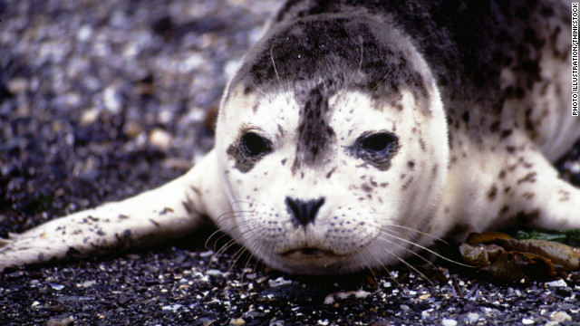 Un nuevo tipo de gripe aviar mata a más de 160 focas bebé en EE.UU.