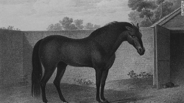 Every thoroughbred horse can be traced back to one of three stallions, and 95% of those go back to one -- the Godolphin Arabian, pictured. Named after his owner, Earl Francis Godolphin, the stallion lived from 1724-1753 and sired some of the greatest racehorses in history, with Seabiscuit and Man o' War just two of his direct descendants.