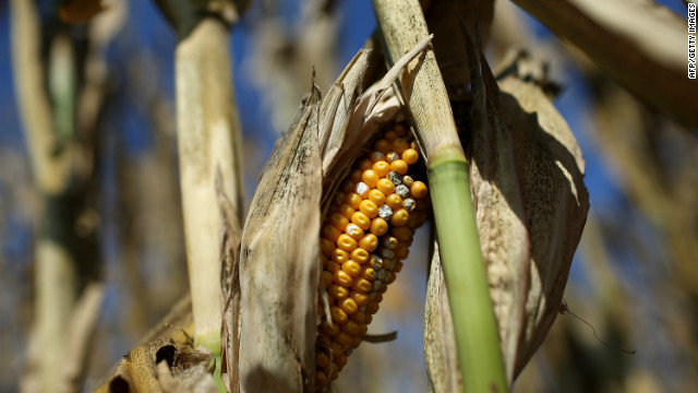 U.S. drought drives up food prices worldwide