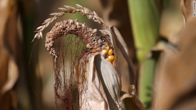 Heat and drought have destroyed corn yields.