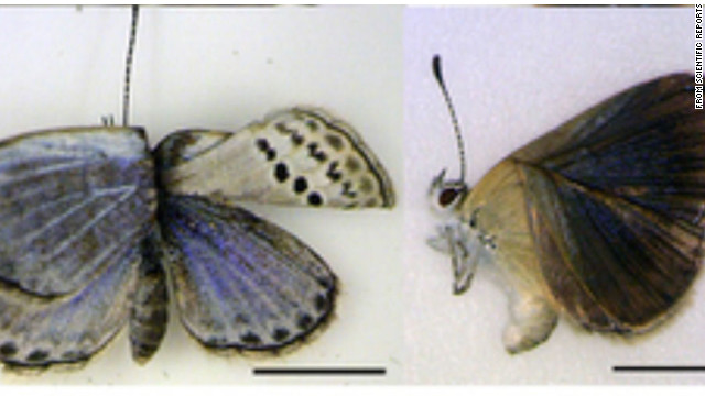 120814020837-mutated-butterflies-fukushima-story-top.jpg