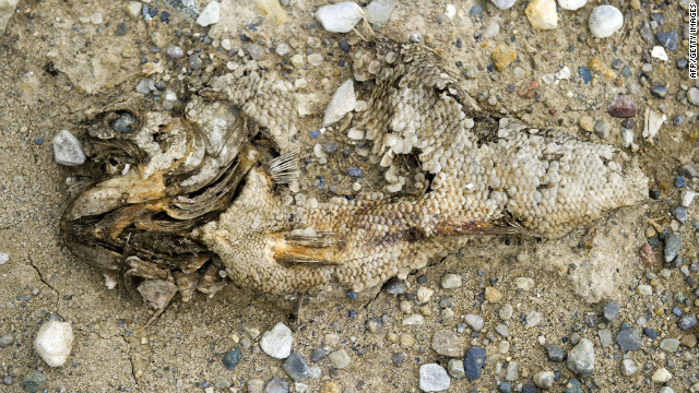 Fish remains bake in the heat in an area that is usually underwater at the Morse Reservoir in Indiana.