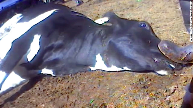 USDA suspends slaughterhouse after video appears to show animal cruelty