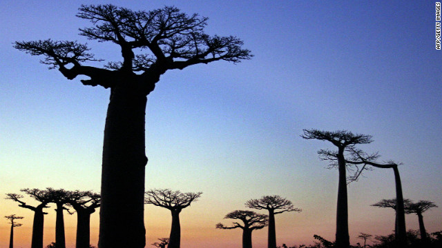 The spectacular baobab trees are a landmark of Madagascar, a large island located off the southeastern African coast.
