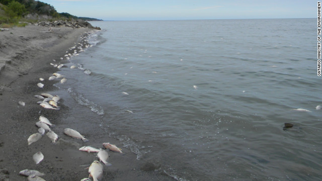 http://i2.cdn.turner.com/cnn/dam/assets/120905021801-erie-fish-kill-story-top.jpg