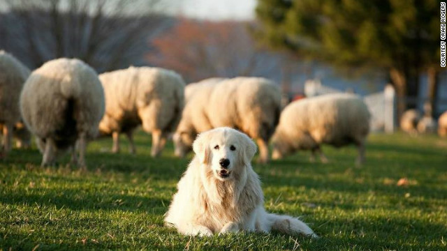 Drones as shepherds? Quadcopters could soon be replacing dogs as herders. 