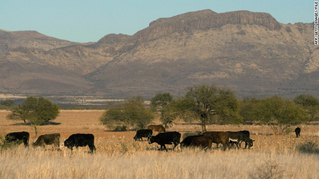 Mexican Cows