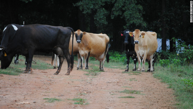 Una granja utiliza excremento de vacas para generar electricidad
