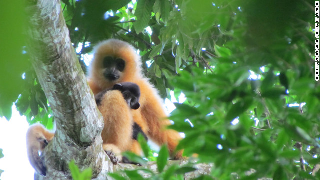 Found on Hainan island, China, conservationists believe less than 20 mature Hainan gibbons are still alive. Hunting has been the main reason for their perilous status as critically endangered. 