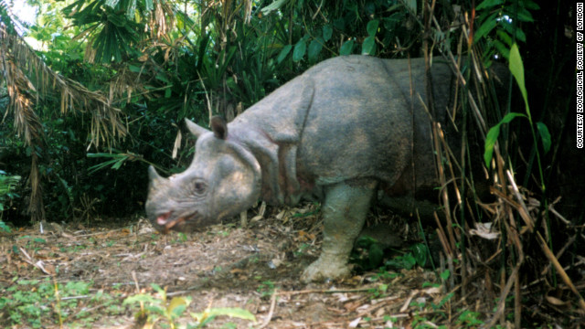The Javan rhino was once found in forests across Southeast Asia, but today less than 100 remain in the Kulon National Park in Java. Their horns are prized in traditional medicine and can fetch up to $30,000 on the black market. 