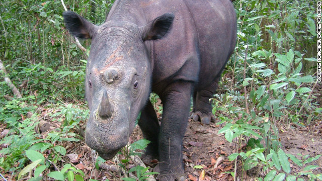 Less than 250 Sumatran rhino exist in the wild and can be found in decreasing locations across Indonesia and Malaysia. 