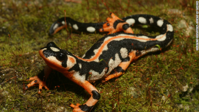 The Luristan newt is only found in three fast-flowing streams in the southern Zagros mountains in Iran. Their illegal collection for the pet trade has led to less than 1,000 mature individuals being left in the wild. 