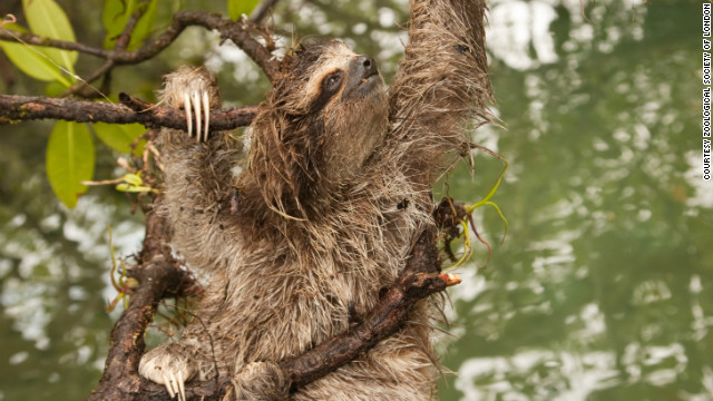 There are less than 500 individual pygmy three-toed sloths left in the wild and are only found in on the Isla Escude de Veraguas, Panama. 