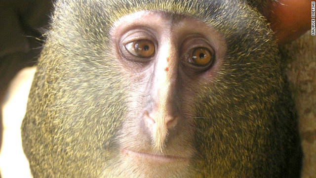 The Lesula, or Cercopithecus lomamiensis, is the first new species of monkey found in 28 years.