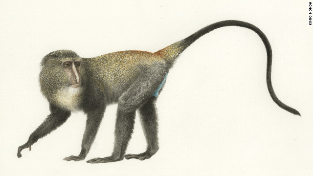 An illustration of the new Lesula monkey. Biologists have traditionally drawn new finds.