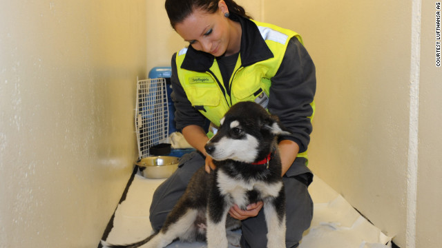 Many of the animals are traveling pets that are waiting to be reunited with their owners. As a result 14,000 dogs and cats travel through Frankfurt per year. 