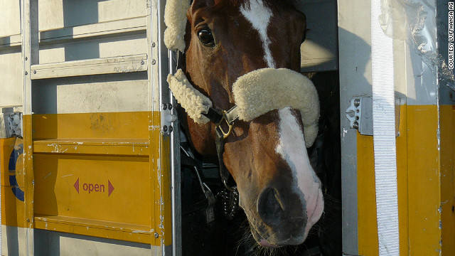 Director of the Animal Lounge Axel Heitman says that 2,000 horses are sent around the world via Frankfurt annually. 