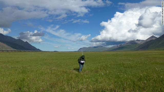 Researcher Shannan Sweet working in the Alaskan tundra in summer. Natalie Boelman says thawing of the tundra could release vast amounts of carbon dioxide and methane into the atmosphere.