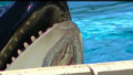 SeaWorld orca's injury a mystery