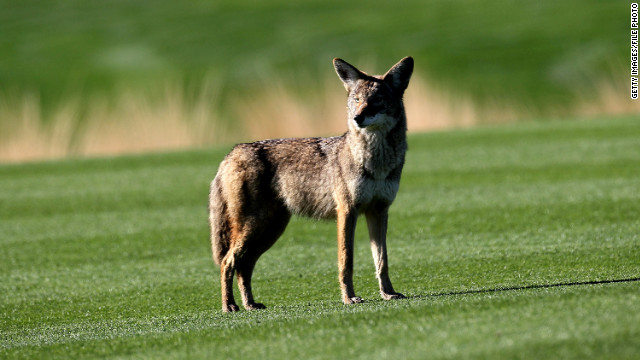 Coyotes may soon be hanging out in your backyard