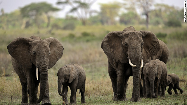 Elephants are among the abundant wildlife in Serengeti National Park.