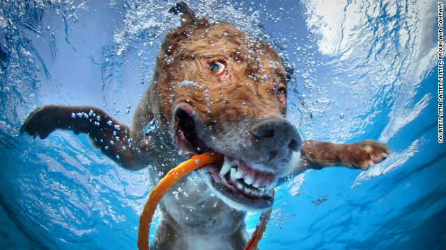 121016093755-underwater-dogs-dagmar-horizontal-gallery.jpg