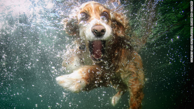 121016094511-underwater-dogs-oshi-horizontal-gallery.jpg