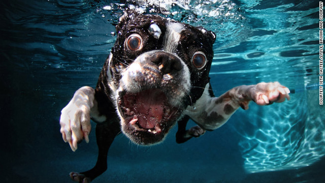 121016094953-underwater-dogs-rocco-horizontal-gallery.jpg