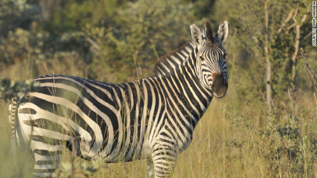 For many Namibians living on communal lands during the period apartheid-era South Africa ruled Namibia, poaching springbok and zebra was the only way a family could stay fed, according to John Kasaona. 