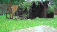 Este es un impactante video que muestra la fuerza brutal de Sandy arrancando un árbol de raiz