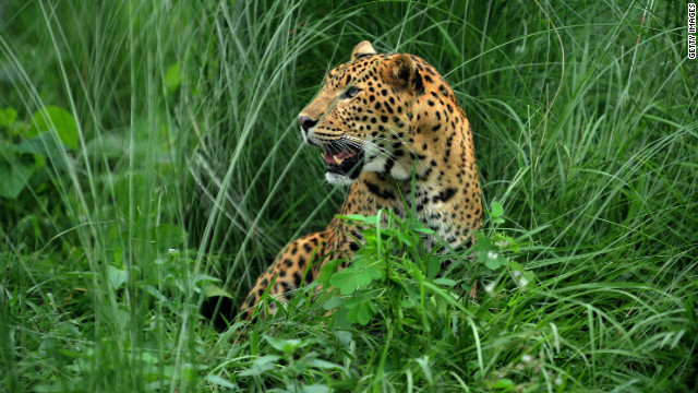 Buscan a un leopardo sospechoso de comerse a 15 personas en Nepal