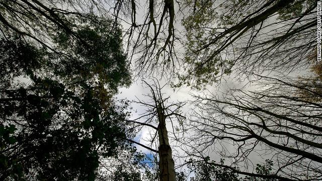 Ash trees in Pound Farm Woodland, near Ipswich, UK, where many cases have been found of ash dieback disease.