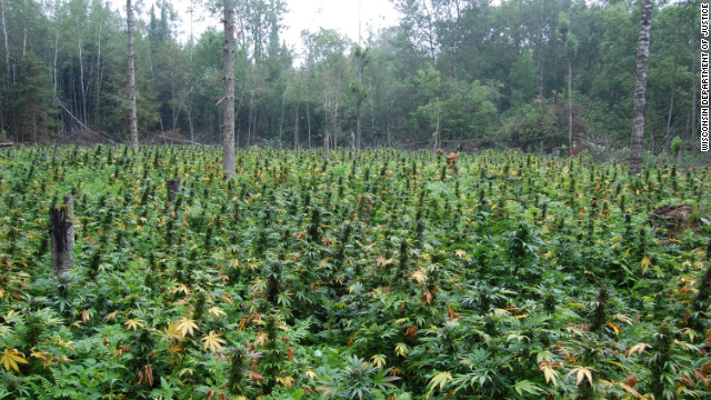 EE.UU. busca cazadores para combatir los cultivos ilegales de marihuana